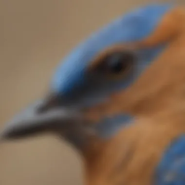 Close-up of Eastern Bluebird revealing intricate feather patterns