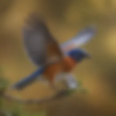Eastern bluebird in flight, showcasing its vibrant plumage