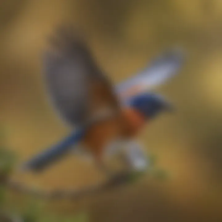 Eastern bluebird in flight, showcasing its vibrant plumage