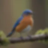 Eastern bluebird perched on a branch, surveying its surroundings