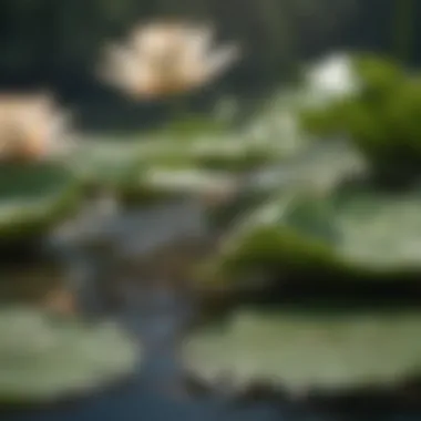 Elegant Dragonfly Resting on Lily Pad in Lake