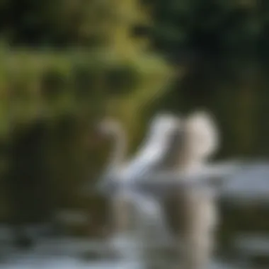 Elegant Mute Swan Gliding on Tranquil Irish Lake