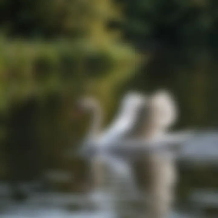 Elegant Mute Swan Gliding on Tranquil Irish Lake