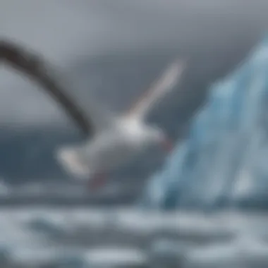 Elegant Wandering Albatross soaring against a backdrop of Antarctic glaciers