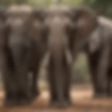 Elephant Herd Engaging in Social Feeding