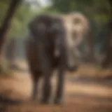 Elephant Intelligence - Awe-Inspiring Cognition