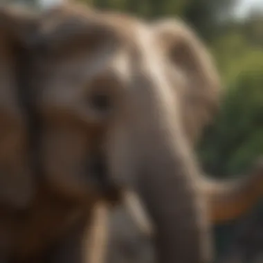 Elephant with a look of profound wisdom