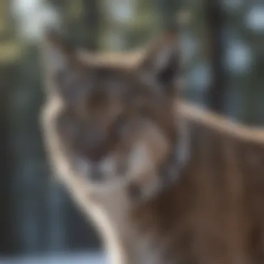 Elusive Lynx in Northern Canadian Wilderness