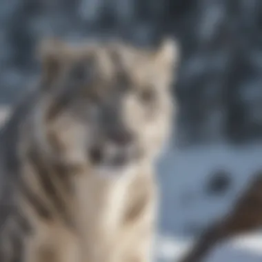 Snow Leopard Behaviors Unraveled Snow Leopard Behaviors Unraveled