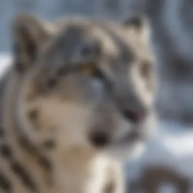 Challenges and Rewards of Studying the Elusive Snow Leopard Challenges and Rewards of Studying the Elusive Snow Leopard