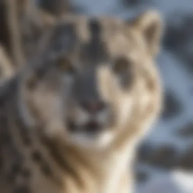 Conservation Efforts for the Snow Leopard Species Conservation Efforts for the Snow Leopard Species