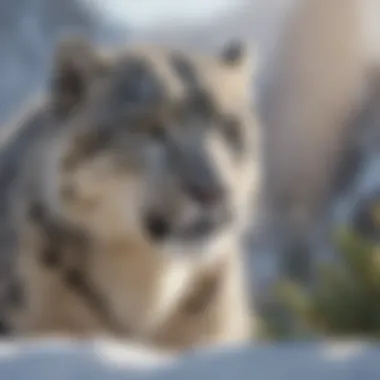 Majestic Snow Leopard in its Natural Habitat Majestic Snow Leopard in its Natural Habitat