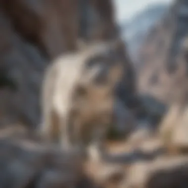 Elusive snow leopard camouflaged in rocky terrain