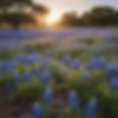 Enchanting Bluebonnet Field