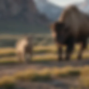Enchanting Wyoming Wildlife Safari