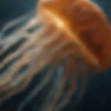 Enigmatic Jellyfish Anatomy