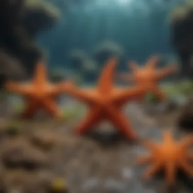 Ecosystem view showcasing sea stars and their marine companions