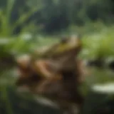 Vibrant Bullfrog in a Serene Pond