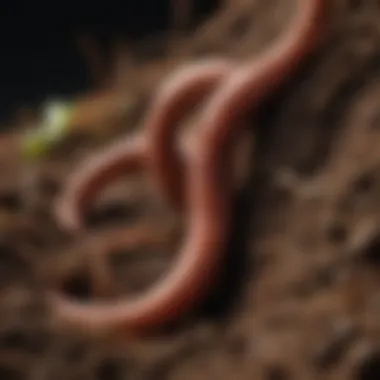 Anatomy of Earthworm illustrating internal structures