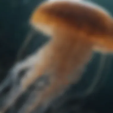 Ethereal Jellyfish Taxonomy