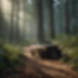 Enchanting Forest Exploration
