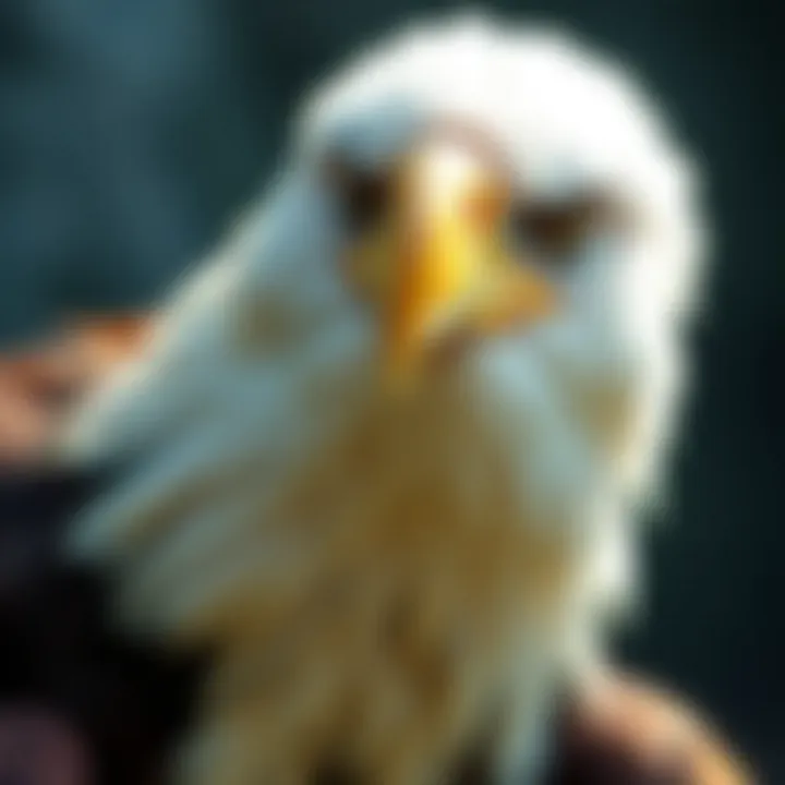 Close-up of a bald eagle showcasing its distinct features