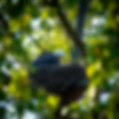 A bald eagle nest nestled high in a tree