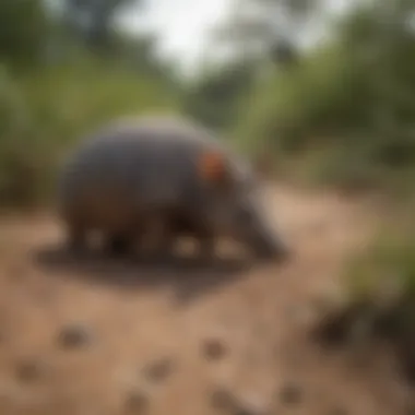 A Thriving Ecosystem: Life Around Armadillo Burrows Ecosystem surrounding an armadillo burrow, illustrating biodiversity.