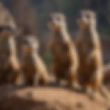 Illustration of a curious group of meerkats interacting in their natural habitat