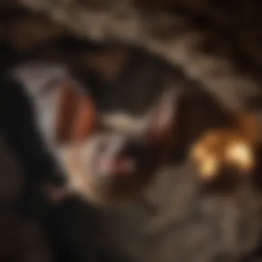 A close-up of a bat hanging upside down in a cave