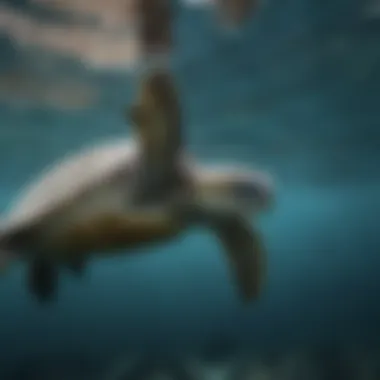 Graceful Movements of Sea Turtles A majestic sea turtle gliding through the water