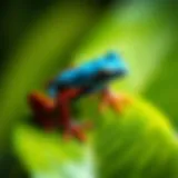 A vibrant dart frog perched on a leaf in its natural habitat