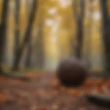 Seasonal Transformation in Deciduous Forest