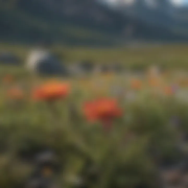 Vibrant wildflowers blooming in Denali's meadows