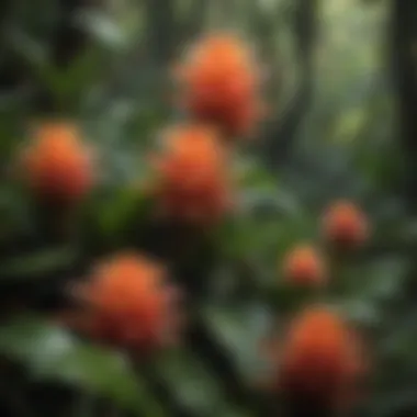 Lush Bromeliad Cluster in Rainforest Canopy Lush Bromeliad Cluster in Rainforest Canopy