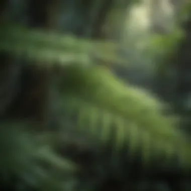 Majestic Fern Canopy in Tropical Rainforest