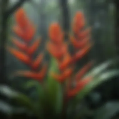 Vibrant Heliconia Flowers in Tropical Rainforest Vibrant Heliconia Flowers in Tropical Rainforest