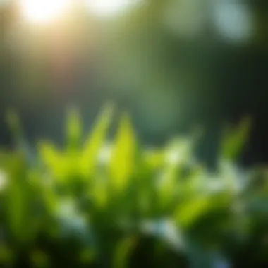 Symbolizing Environmental Awareness A close-up of green plants symbolizing environmental awareness.