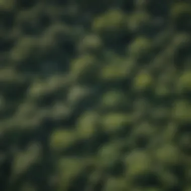 Lush Rainforest Canopy