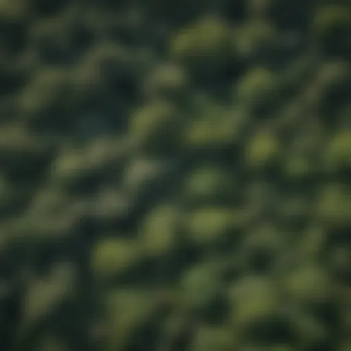Lush Rainforest Canopy