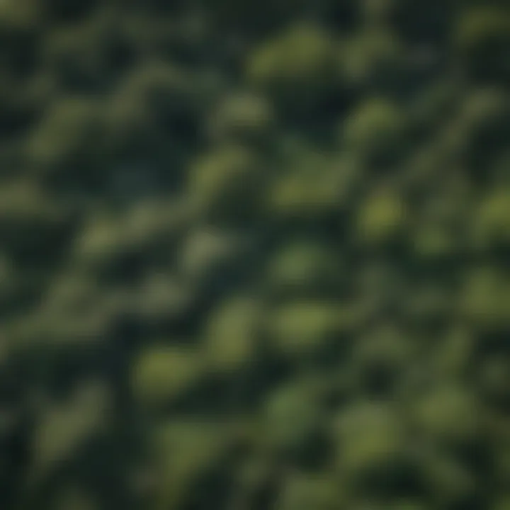 Lush Rainforest Canopy