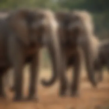 Understanding Elephant Communication A herd of elephants communicating through body language