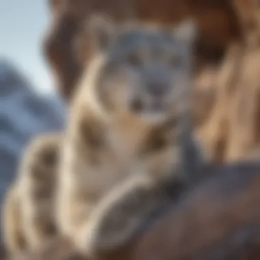 The Elusive Snow Leopard An endangered snow leopard perched on a rocky outcrop, highlighting its unique habitat and the challenges it faces.