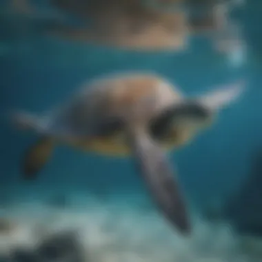 A graceful sea turtle gliding through clear blue waters.