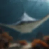 Majestic Manta Ray gliding through underwater paradise