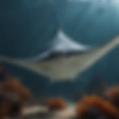 Majestic Manta Ray gliding through underwater paradise