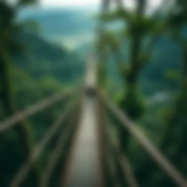 A stunning view of the Kakum National Park canopy walkway