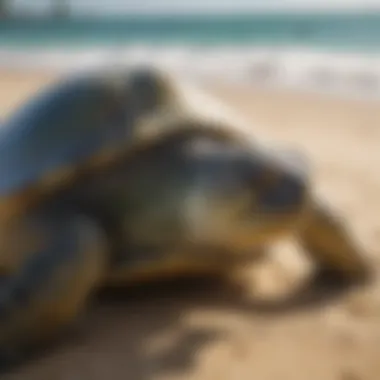 Hawaiian Green Sea Turtle on the Beach A Hawaiian green sea turtle resting on a sandy beach under the sunlight