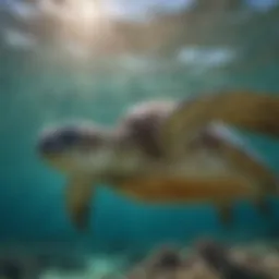 A majestic Hawaiian green sea turtle gliding through crystal clear waters
