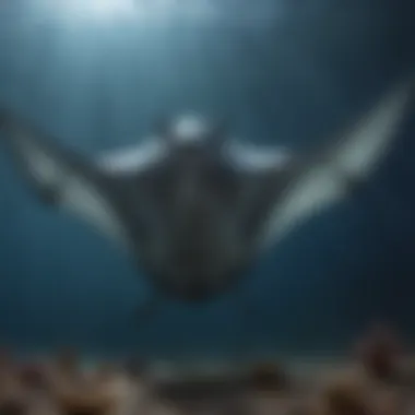 Spectacular manta rays soaring gracefully in the open ocean